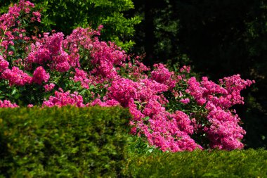 Çiçek Lagerstromia veya Hint leylak. Parlak güneşli bir günde. Site için büyük arka plan.
