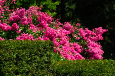 Çiçek Lagerstromia veya Hint leylak. Parlak güneşli bir günde. Site için büyük arka plan.