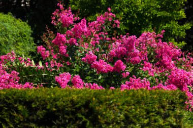 Çiçek Lagerstromia veya Hint leylak. Parlak güneşli bir günde. Site için büyük arka plan.