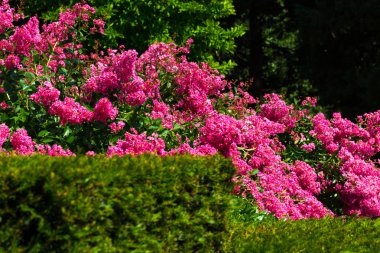 Çiçek Lagerstromia veya Hint leylak. Parlak güneşli bir günde. Site için büyük arka plan.