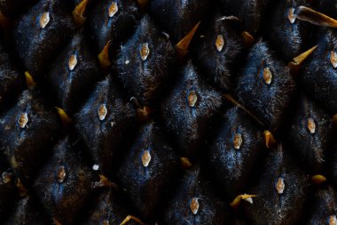 Ayçiçeği tohumu. Makro, arka plan. Doku.