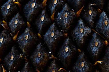 Ayçiçeği tohumu. Makro, arka plan. Doku.