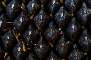 Ayçiçeği tohumu. Makro, arka plan. Doku.