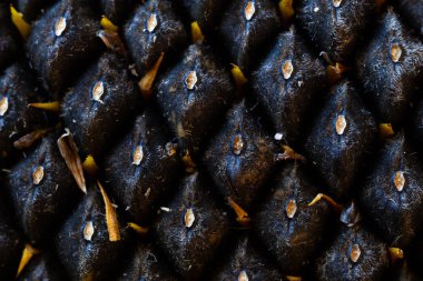 Ayçiçeği tohumu. Makro, arka plan. Doku.