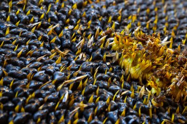 Ayçiçeği tohumu. Makro, arka plan. Doku.