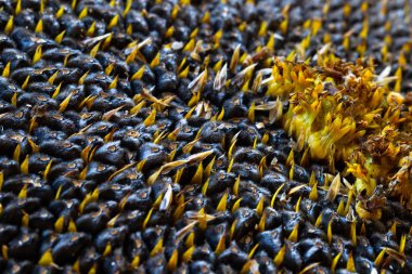 Ayçiçeği tohumu. Makro, arka plan. Doku.