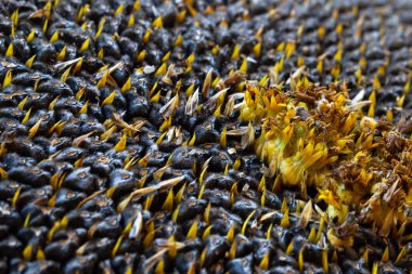 Ayçiçeği tohumu. Makro, arka plan. Doku.