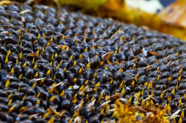 Ayçiçeği tohumu. Makro, arka plan. Doku.