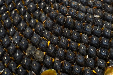 Ayçiçeği tohumu. Makro, arka plan. Doku.