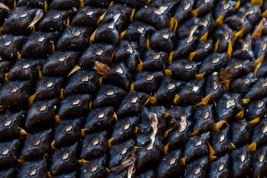 Ayçiçeği tohumu. Makro, arka plan. Doku.