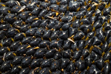 Ayçiçeği tohumu. Makro, arka plan. Doku.