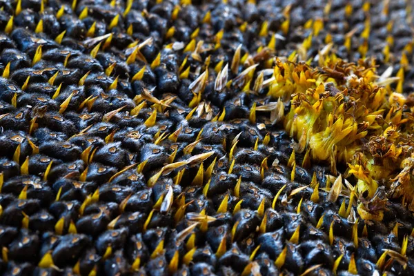 Ayçiçeği tohumu. Makro, arka plan. Doku.