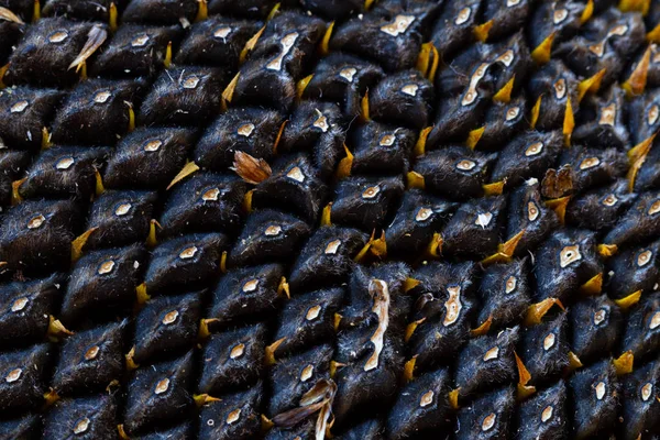 Ayçiçeği tohumu. Makro, arka plan. Doku.