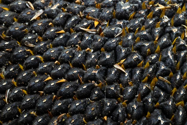 Ayçiçeği tohumu. Makro, arka plan. Doku.