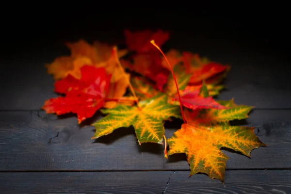 Multi-colored maple leaves on a wooden background, red, yellow,