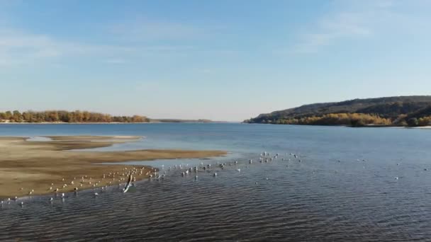 Drone Video River Seagull Ukraine — Stock Video