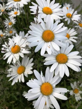 Çayırdaki beyaz papatyalar