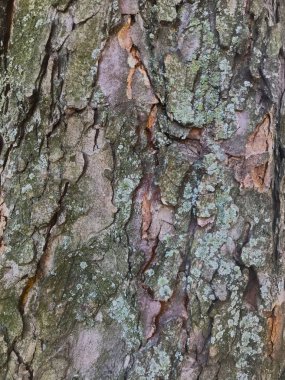 Kestane ağacı kabuğu yakın plan