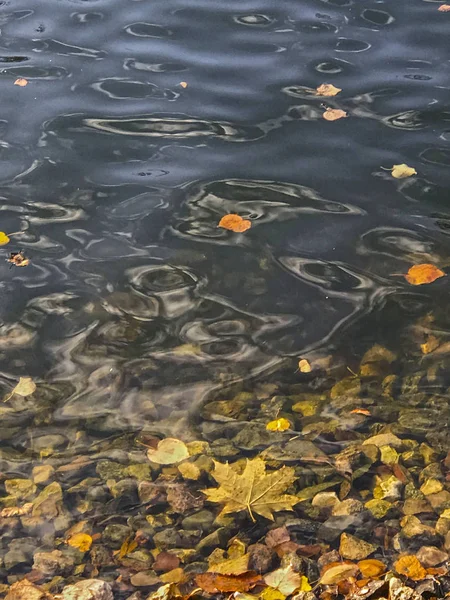Ein Ahornblatt Fiel Den Teich — Stockfoto