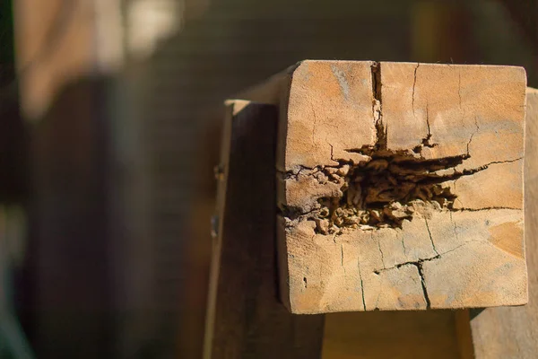 Nid de termite sur des poteaux de bois en décomposition. Espace de copie pour le texte . — Photo