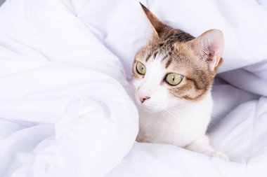 Yatağın üzerinde battaniyenin altında yatan çok renkli tekir kedi yavrusu. Evcil hayvanlar ve yaşam tarzı konsepti.