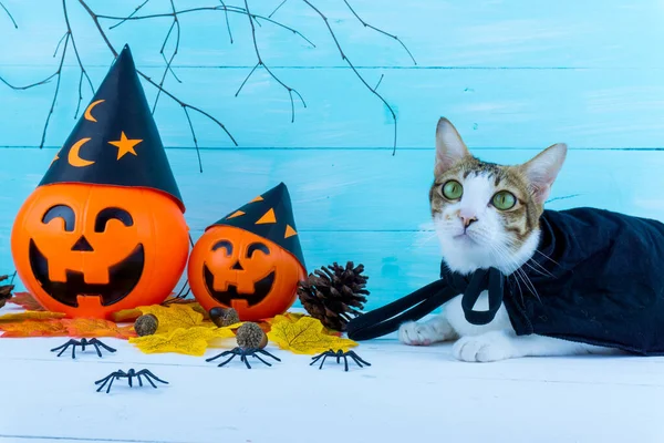 Halloween Fond De Vacances Avec Araignee Toiles Chat Et Jack Lan Creatif Personne Stock Photo Halloween Fond De Vacances Avec Araignee Toiles Chat Et Jack Lan Creatif Personne Stock Photo