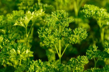 Yeşil Maydanoz yaprağı arka planı