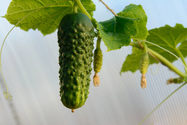 The growth and blooming of greenhouse cucumbers