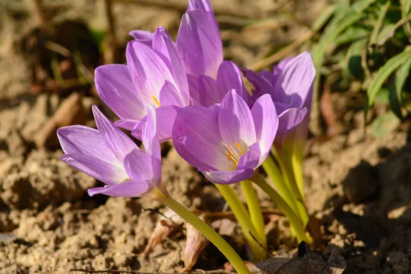 Colchicum Autumnale or Autumn Crocus — Stock Image Colchicum Autumnale or Autumn Crocus Royalty Free Stock Photos