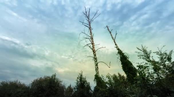 Zaman aşımı. Hızlı hareket eden bulutların arka planında iki kuru ağaç. — Stok video