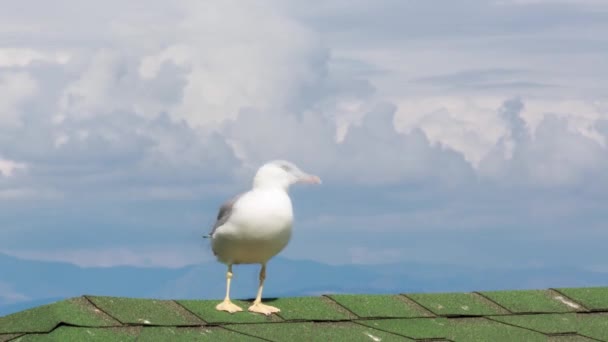 Mewy Lecące Pod Błękitnym Niebem Stado Ptaków Lata Pod Silnym — Wideo stockowe