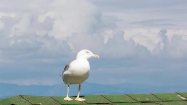 Mavi gökyüzünde uçan martılar. Kuş sürüsü güçlü rüzgarlarda uçar. Zaman aşımı videosu.