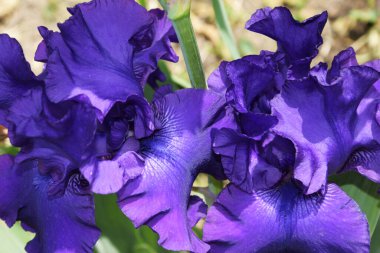 Chris, Cassatic veya Cockerel bahçe çiçeği. Iris kelimesi gökkuşağı anlamına gelir..