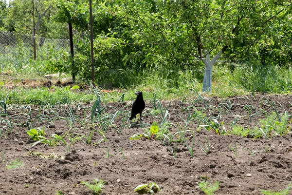 Jackdaw Pájaro Familia Raven Garra Salvaje Tiene Negro Con Plumaje — Foto de Stock