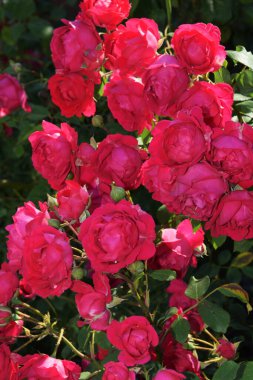 Kırmızı güller yakın plan, güzel tatil kartı. Kırmızı güllerin bir dalı.