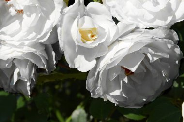 Açılmış birkaç beyaz gülün yakın çekimi. Çiçekli tebrik kartı, beyaz güller..
