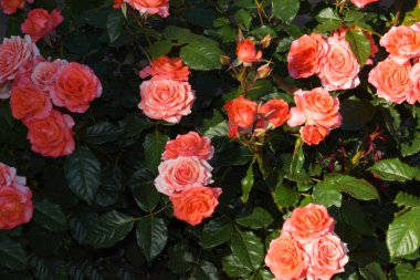 Çalılıklardaki krema gülleri yukarıdan fotoğraflanır. Doğum günü için güzel bir doğum günü kartı..