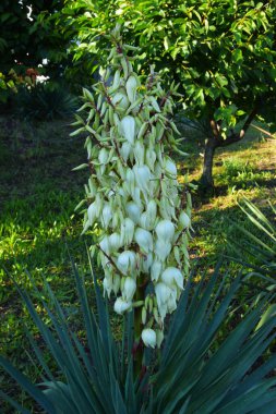 Yucca çiçek açıyor, yemyeşil. Yucca, kısa ömürlü bir ebediyet yeşilidir. Çan şeklinde çiçekler beyaz, yeşilimsi beyaz veya sarımtırak renklidir.