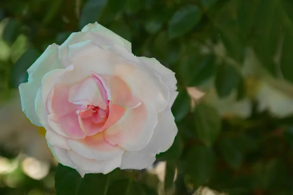 Jedna Różowa Róża Piękna Kartka Kwiatami Jako Naturalne Tło Różana — Zdjęcie stockowe
