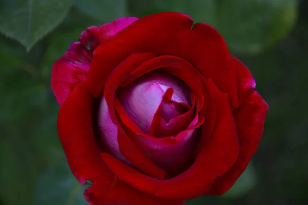 Rosa Roja Cerca Como Símbolo Amor Pasión Hermosa Tarjeta Floral —  Fotos de Stock