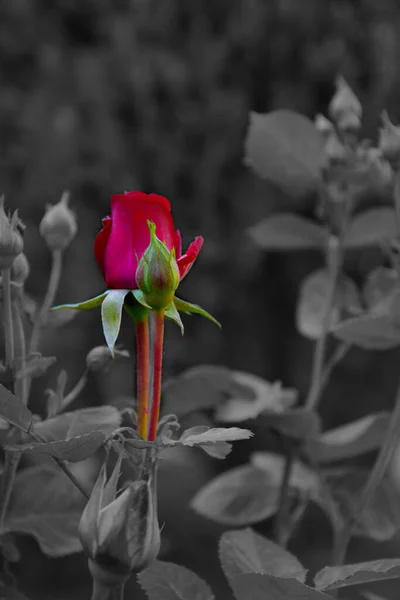 Czerwona Róża Mnóstwo Pączków Czarno Biała Pocztówka Szkarłatnymi Różami Jedna — Zdjęcie stockowe
