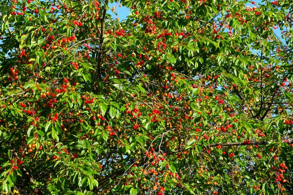 Garten Wächst Ein Baum Mit Vielen Reifen Kirschen Kirschbaum Mit — Stockfoto