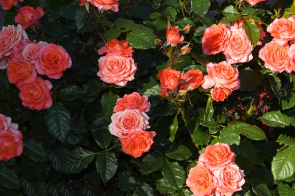 Rosas Creme Nos Arbustos São Fotografadas Cima Belo Cartão Aniversário Imagem De Stock