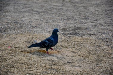 Güvercin kumda yürüyor. Gururla başını kaldırır, bir güvercin yerde yürür.