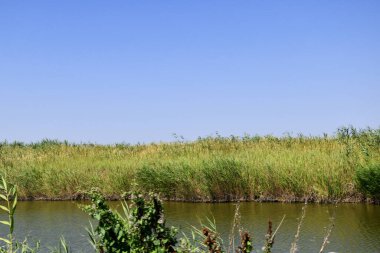 Kıyıları boyunca otlar büyüyen küçük bir su kanalı. Çimlerin yetiştiği kıyılar boyunca bir su deposu..