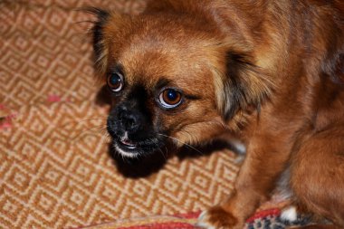 Pekin kambur durdu ve sahibine alnının altından baktı. Yumuşak hayvan, insanın köpek dostu..