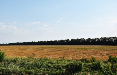 Buğday biçtikten sonraki tarla. Bir orman kuşağı, biçilmiş çayırdan görülebilir..