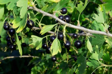 Frenk üzümü çalısı. Yeşil yapraklı ve üzümlü bir dal..