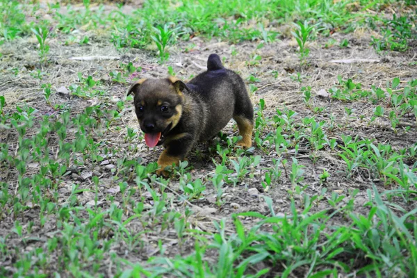 Gray Puppy Stuck Out Pink Tongue Puppy Posing Ground — Stock Photo, Image