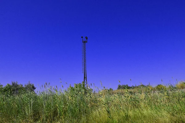 Uma Torre Meio Campo Verde Grama Alta — Fotografia de Stock